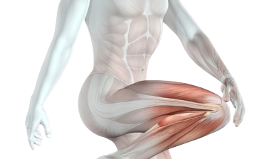 Muscle mass