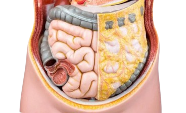 Viseral fat